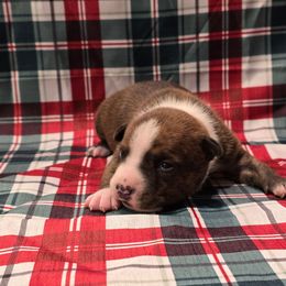 Male 2 - Black brindle male American Staffordshire Terrier puppy in Springfield, Illinois from Prairieland Kennels
