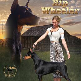 Rip Wheeler - Doberman Pinscher