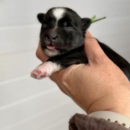 Green Collar (Luigi) - Black and white male Havanese puppy in Silverton, Oregon from PNW Havanese