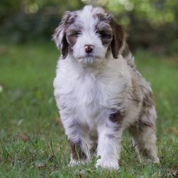 Bandit - Red merle male Aussiedoodle puppy in Churchville, New York from Bluebird Family Farm