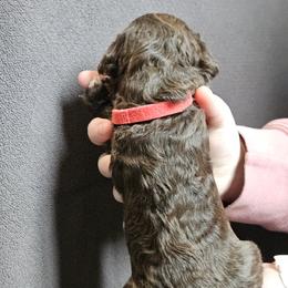 Poodle Puppies from Mountain Vista Pups LLC