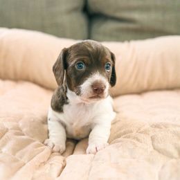 Dachshund and German Shepherd Puppies from Mountain Valley Kennel