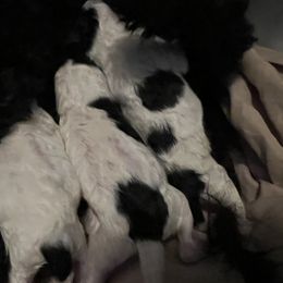 Poodle Puppies from Upper Echelon