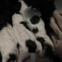 Poodle Puppies from Upper Echelon