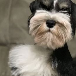 Miniature Schnauzers from Scenic Schnauzers