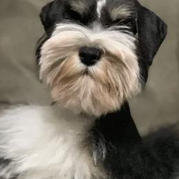 Miniature Schnauzers from Scenic Schnauzers