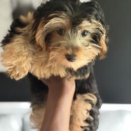 Old English Sheepdog, Poodle, Sheepadoodle, and Yorkipoo Puppies from Love Tallulah Sheepadoodles LLC