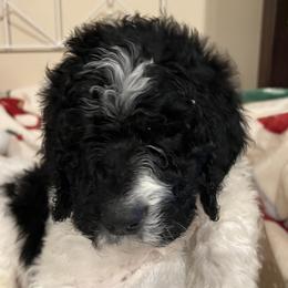 Black collar - male Newfypoo puppy in Fairfield, California from Twin Sisters Doodles