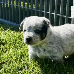 Australian Cattle Dog Puppies from Grit ‘n’ Grace Ranch