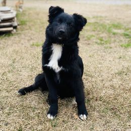 Willow - Australian Shepherd