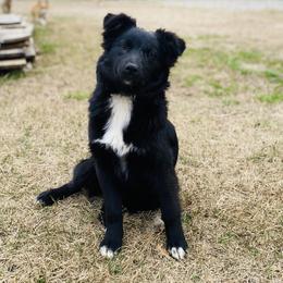 Willow - Australian Shepherd