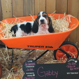 Gabby - Black white and brown female Basset Hound puppy in Dover, Arkansas from S&S American Bassets