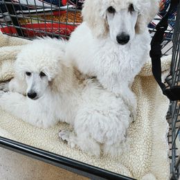 Poodle Puppies from Elysee Standard Poodles