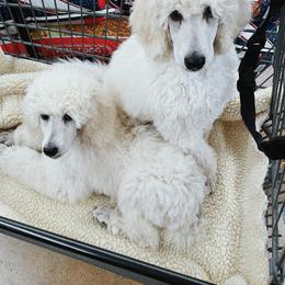 Poodle Puppies from Elysee Standard Poodles