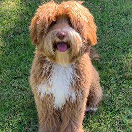 Bravo - Australian Labradoodle