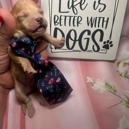 Rio - Apricot male Maltipoo puppy in Apple Valley, California from Boujeepups