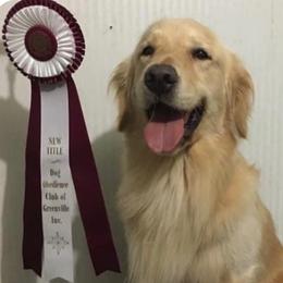 Zulu - Golden Retriever