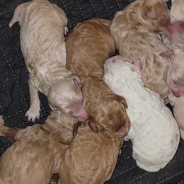 Goldendoodles from All About Goldendoodles