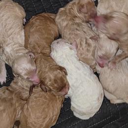 Goldendoodles from All About Goldendoodles