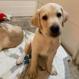Labrador Retriever Puppies from Loving Loyal Labs