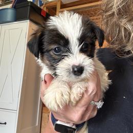 Bree brown collar - White and tan female Russell Terrier puppy in Viper, Kentucky from Mountain Top