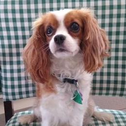 Scout - Cavalier King Charles Spaniel