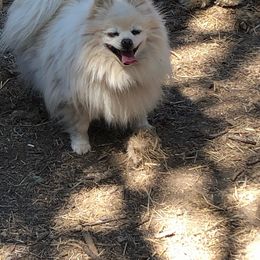 Kona - Pomeranian
