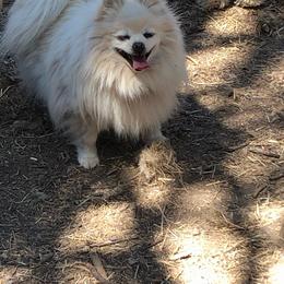 Kona - Pomeranian