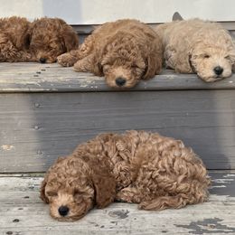 Poodle Puppies from Breahna Snay
