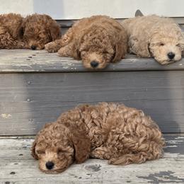 Poodle Puppies from Breahna Snay