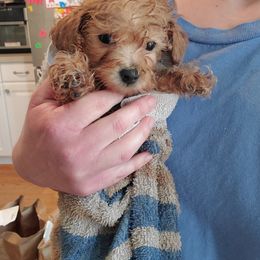 Aussiedoodle, Bernedoodle, Goldendoodle, and Poodle Puppies from Loula's Poodles and Doodles