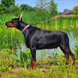 Lilly - Black and rust female Doberman Pinscher puppy in China Township, Michigan from Snell's Superior Kennel Dobermann & GSP