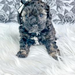 Ocean - Brindle female Poodle puppy in from Pink Poodles and Doodles