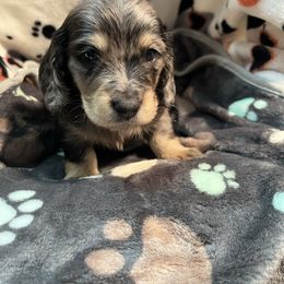 Brown boy - Black and cream male Dachshund puppy in Hebron, Indiana from MCS Dachshunds