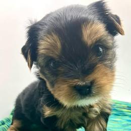 Melody - Black and tan female Yorkshire Terrier puppy in Galesburg, Illinois from Sunny Sky Yorkies