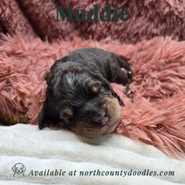 Muddie - female Australian Mountain Doodle puppy in Escondido, California from North County Doodles