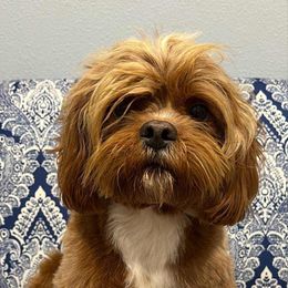 Cavapoo puppies from Bailey’s Cajun Canines