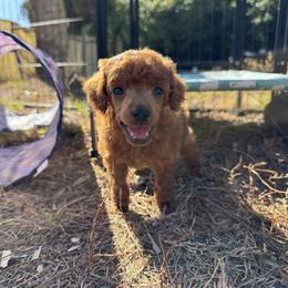 Charles - Red  male Poodle puppy in Labelle, Florida from RomLein Poodle