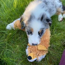Australian Shepherd Puppies from Whiteley Way Australian Shepherds