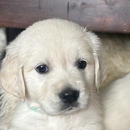 Golden Retrievers from Salt Flat English Cream Retrievers
