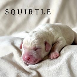 Squirtle - Yellow male Dilute Retriever puppy in Susanville, California from Bitterbrush Farm & Apiary