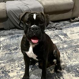 Harper - Boxer