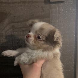 Girl 2 - Chocolate sabled fawn female Chihuahua puppy in Charleston, Maine from North Woods Chihuahua’s & Golden Retrievers