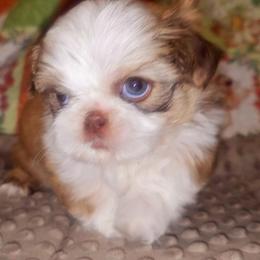Shih Tzu Puppies from Shantii's Shih Tzu's