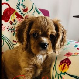 Cavalier King Charles Spaniel Puppies from Sasse Cavaliers