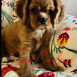 Cavalier King Charles Spaniel Puppies from Sasse Cavaliers