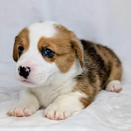 Pigpen aka Stanley - Red merle and white male American Corgi puppy in Clarksville, Tennessee from Cold Creek Family Farm LLC