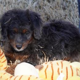 Boy 4 - Blue merle male Aussiedoodle puppy in Lawton, Oklahoma from Lindsey’s Aussies