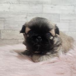 Tashys Girl 2 - Fawn female Pekingese puppy in Maurice, Louisiana from Stephanie's Bayou Pekingese