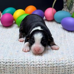 Nikki - Black tri female Miniature Australian Shepherd puppy in Covington, Pennsylvania from Rigas Mini Aussies LLC